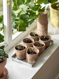 Biologisch Abbaubare Anzuchttöpfe