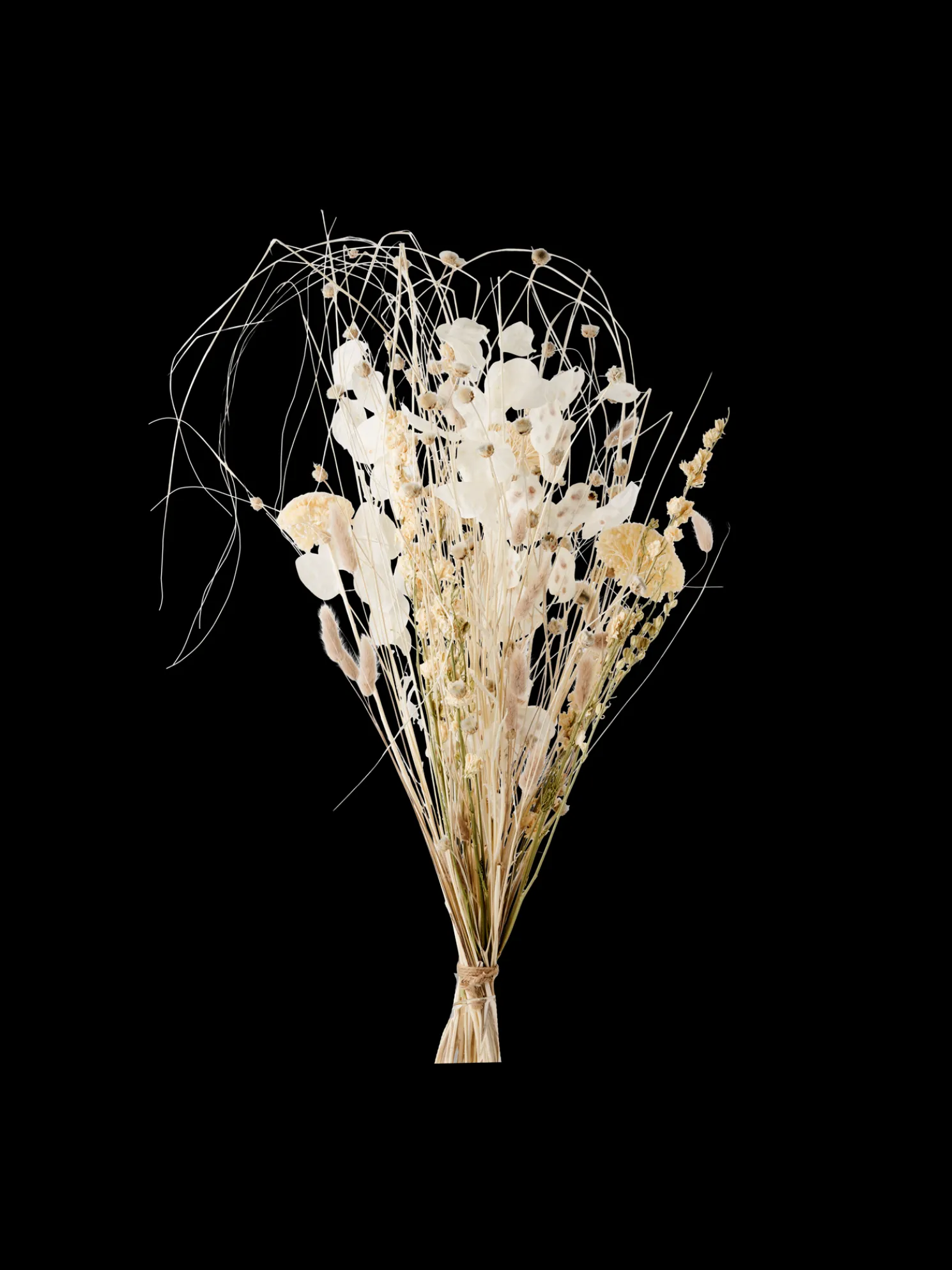 Trockenblumen Patricia Medium